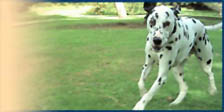 Rolf, a Dalmatian, running in the park